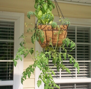 kims-tomato-plant kims-tomato-plant